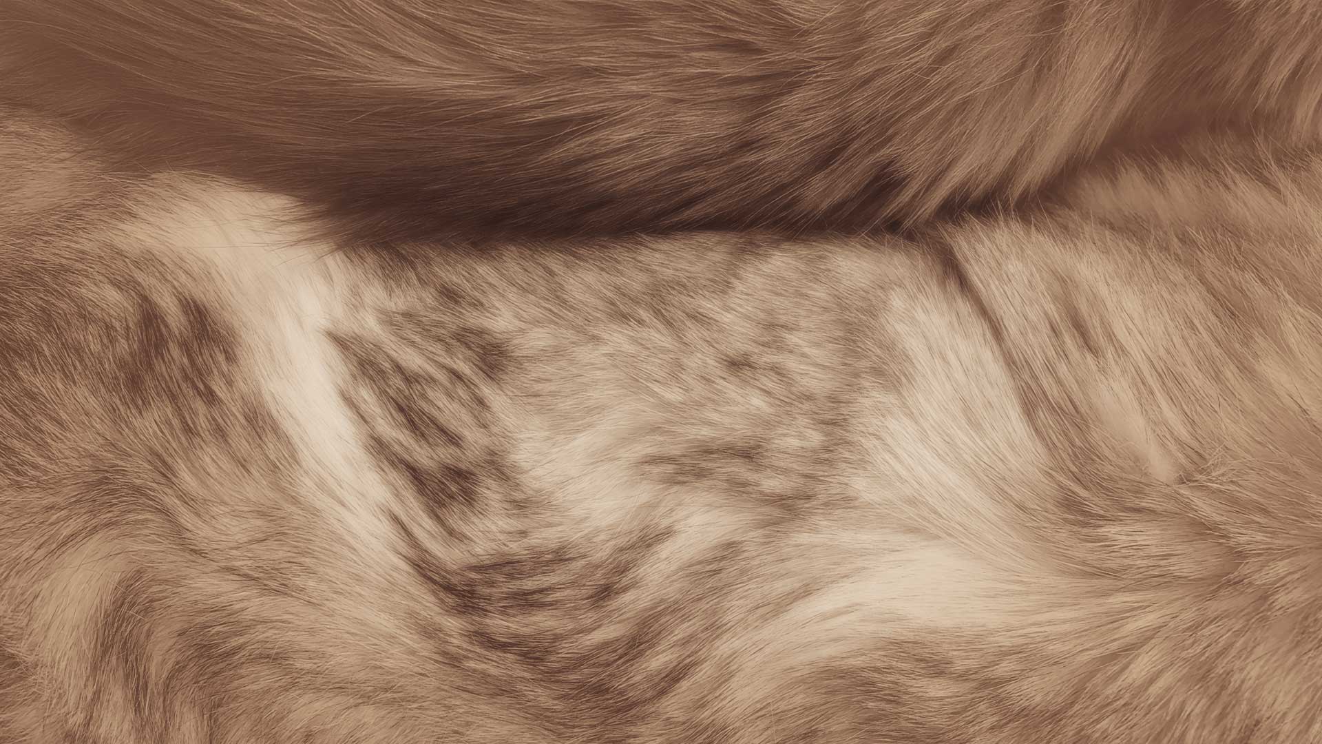 Close up of pet fur