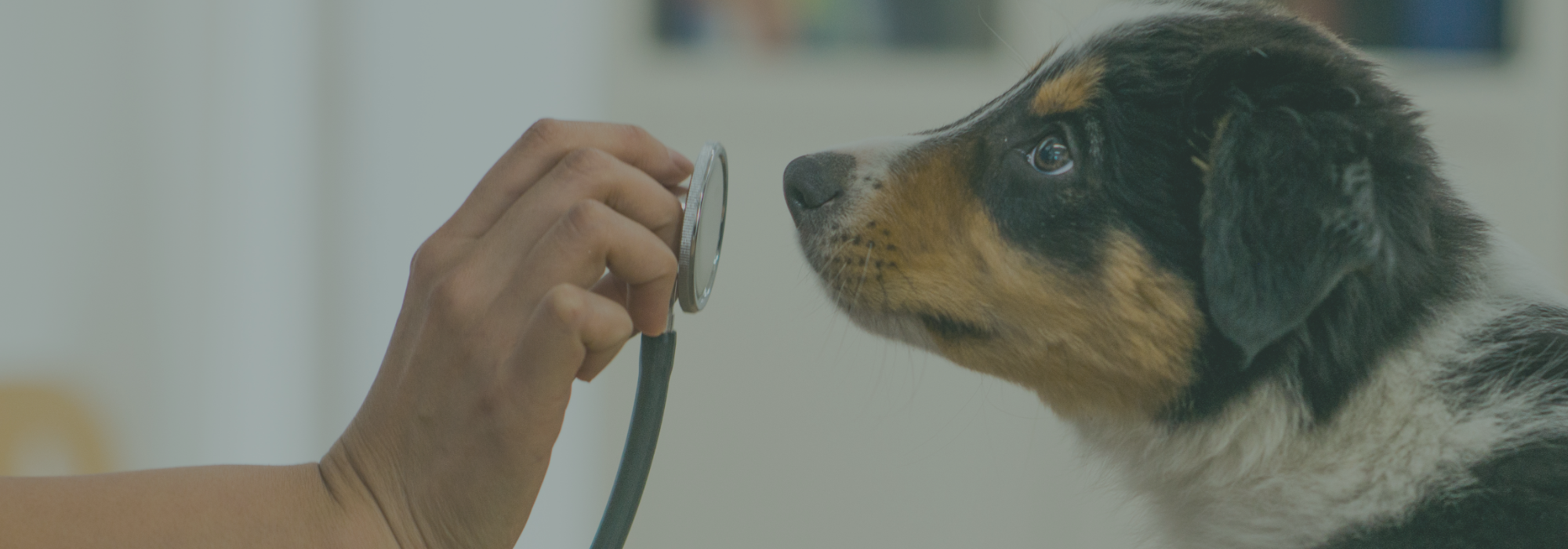 What's the difference between a pet health plan and pet insurance?
