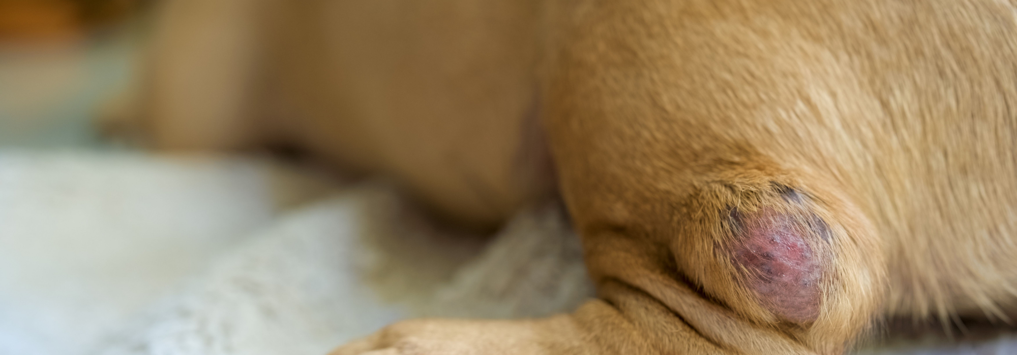 Lump on dogs leg