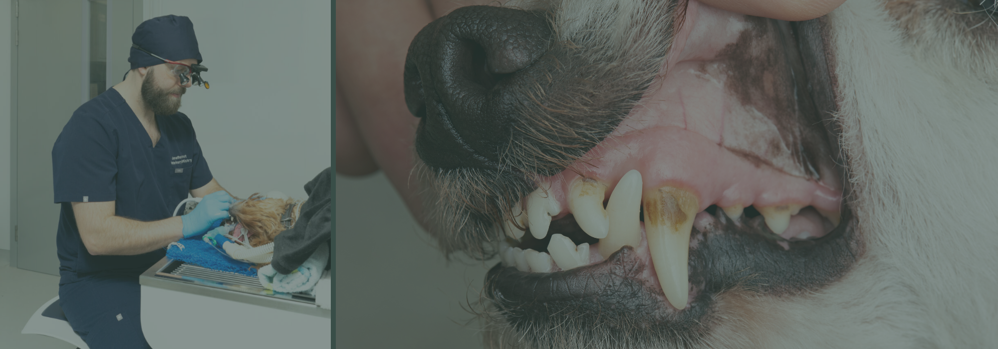 Wolfe blog on pet dental health