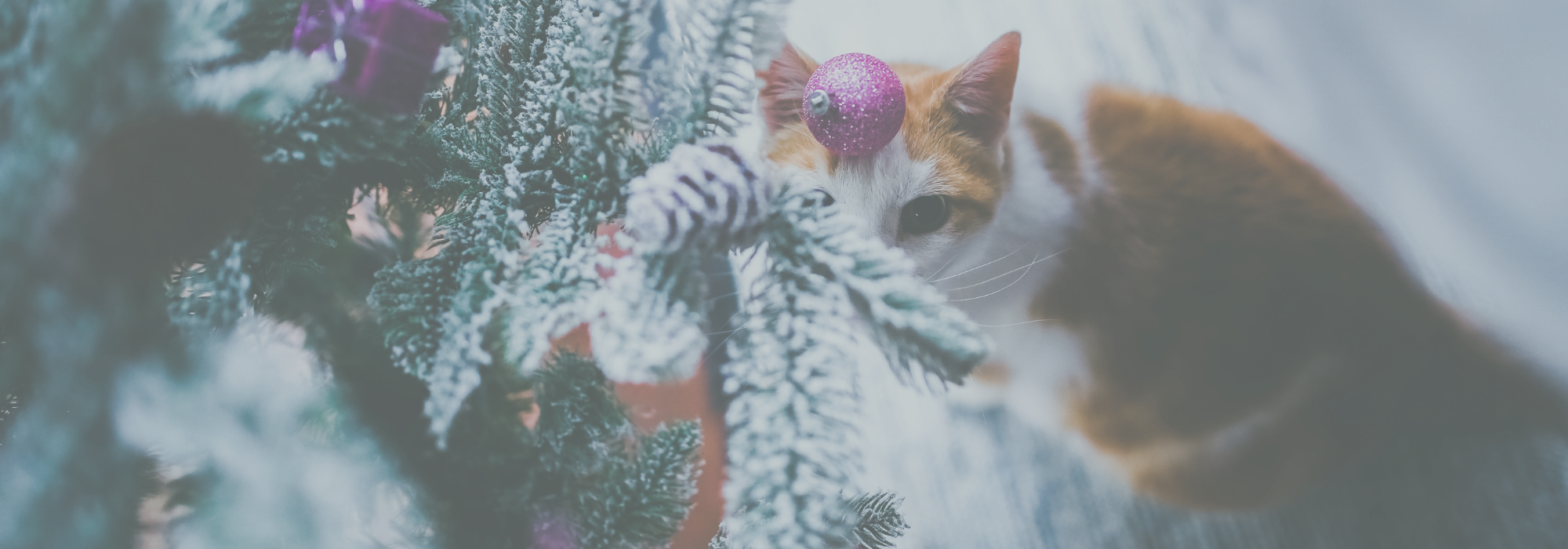 Christmas dangers for pets - blog