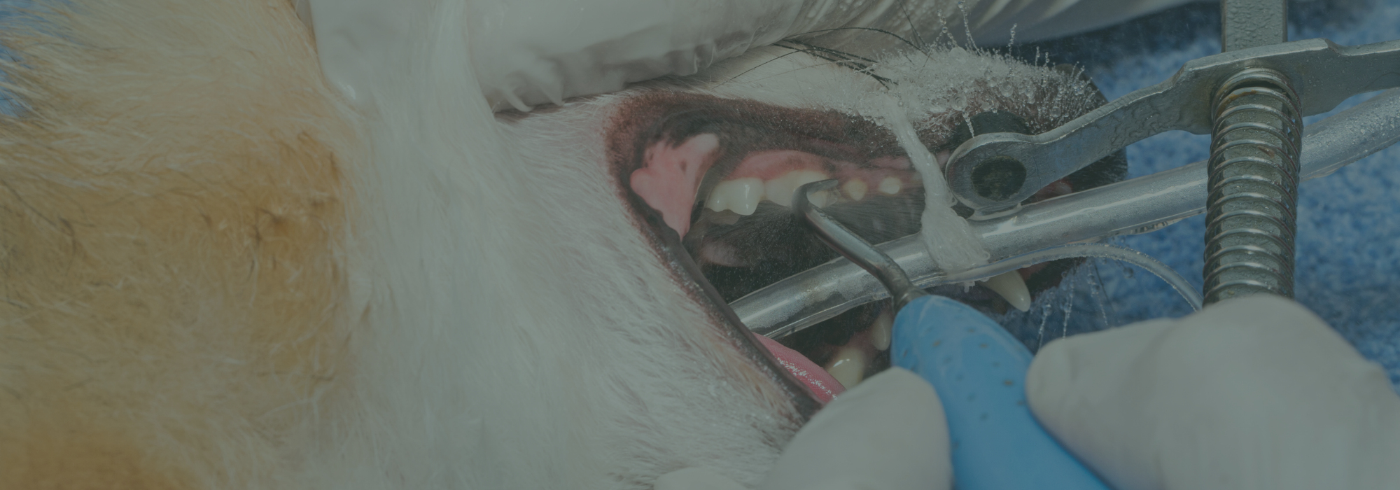 Pet dental health month at Wolfe Vets