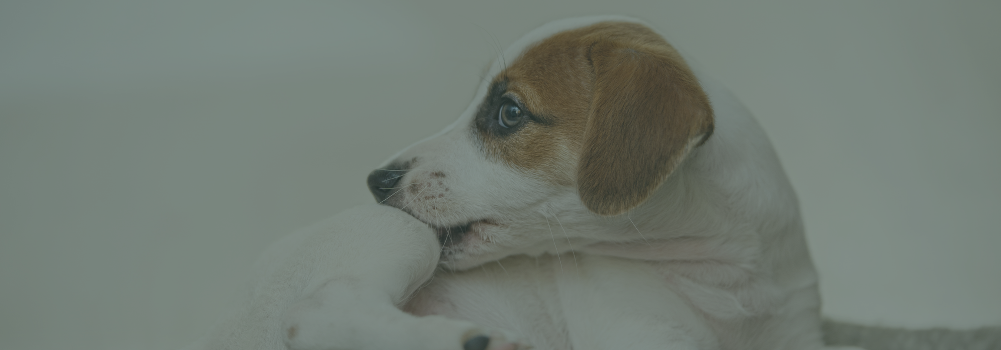 Seasonal allergies in pets - blog by Wolfe Vets