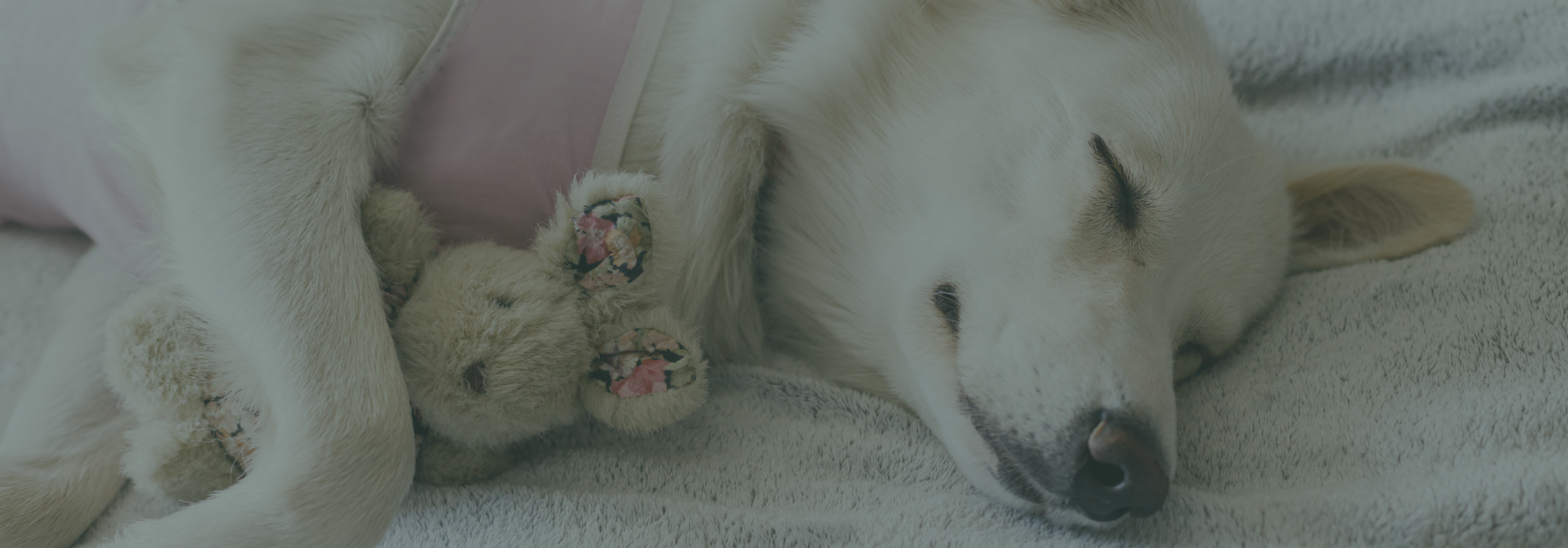 Laparoscopic surgery for pets at Wolfe Vets