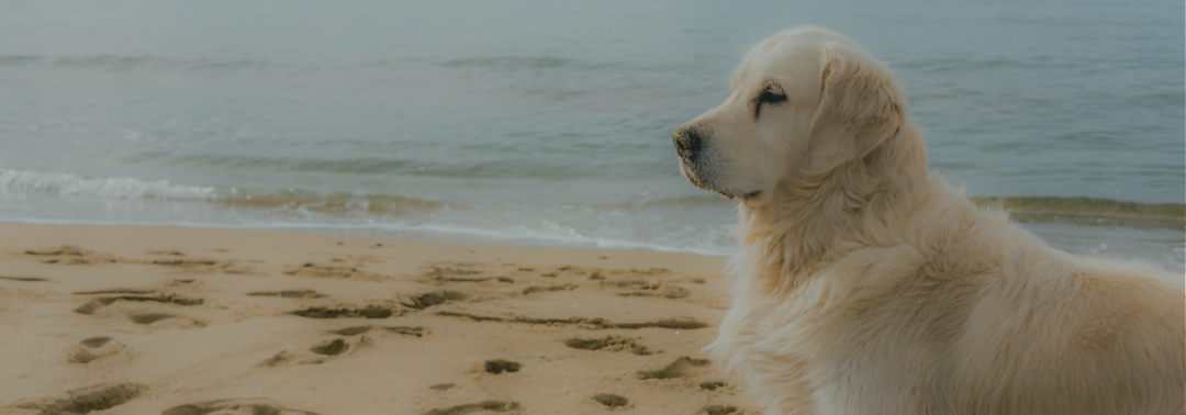 Wolfe newsletter June 2026