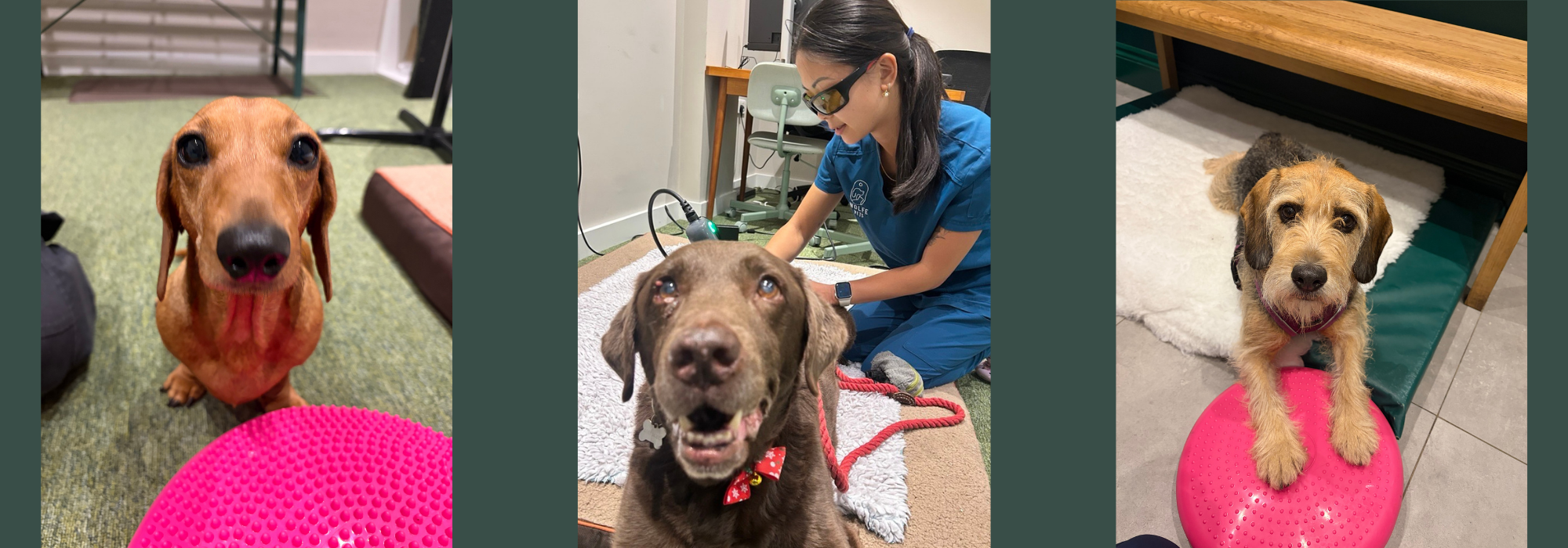Veterinary physiotherapy at Wolfe Vets