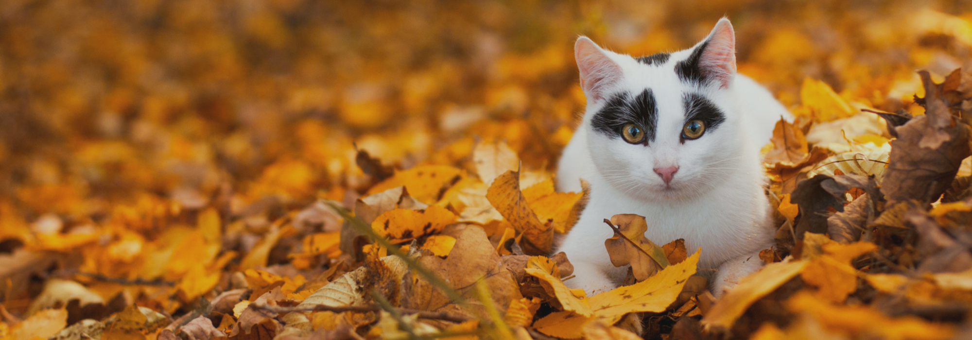 Wolfe autumn pet safety - image of a cat in autumn leaves